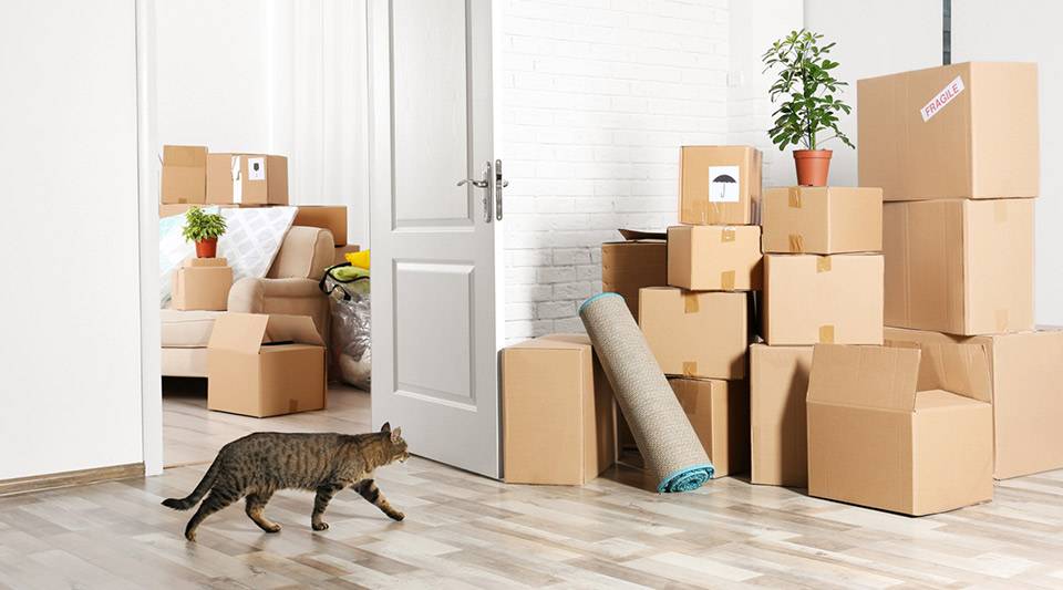 Best pet movers in Nairobi, Moving checklist for pet relocation in Nairobi, Pet moving requirements in Nairobi, Pet welfare during moving, cost of pet relocation services in Nairobi