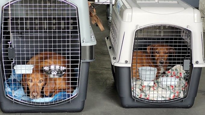 The Best Pet Movers in Nairobi, Kenya: 0799922285